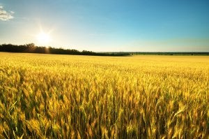 agribusiness lawyer in Wichita